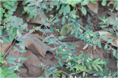 Euphorbia hypericifolia